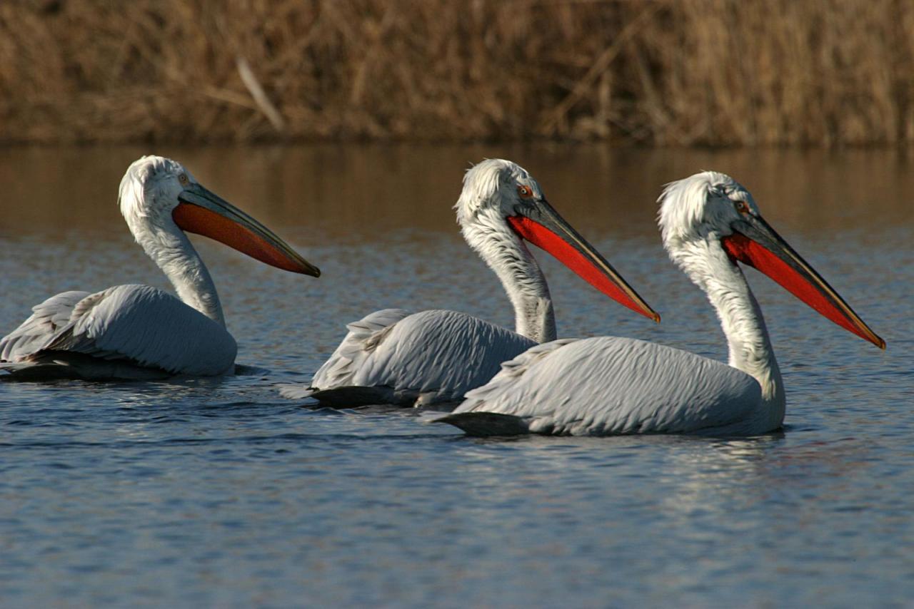 dalmatian pelican skadar lake