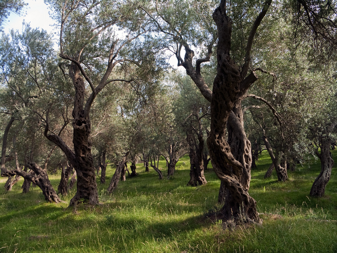 olive trees valdanos