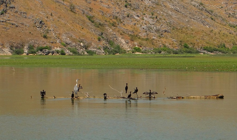 skadar lake birds